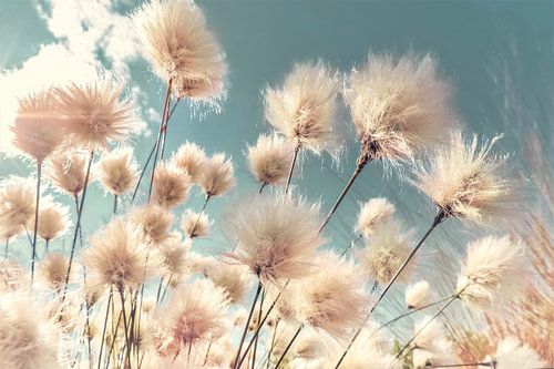 le coton-tige au printemps sur Julia Delgado