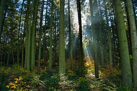 Spätherbst im Schwarzwald von Tanja Voigt