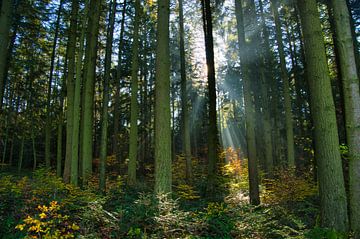 Spätherbst im Schwarzwald van Tanja Voigt