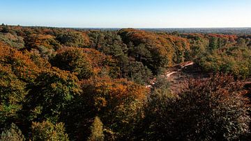 Herfstkleuren over de Utrechtse Heuvelrug