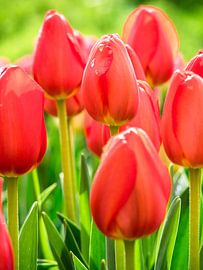 Tulip with a drop of water by Martijn Tilroe