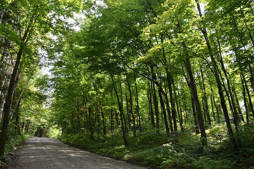 Eine Landstraße im Sommer