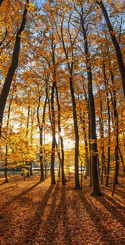 Herfst op Texel /  Autumn on Texel.