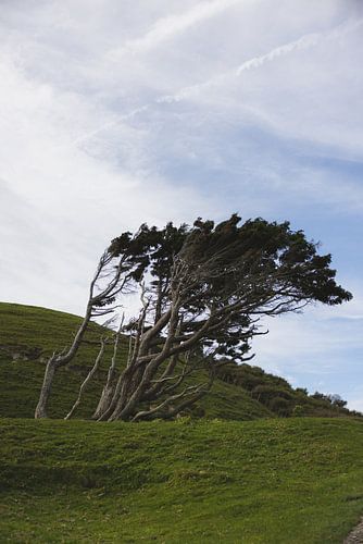 Cape Farwell: Het Noordelijke Uiteinde van Nieuw-Zeeland