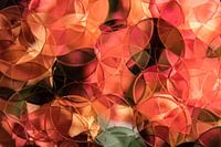 still life of coral-colored roses, abstract