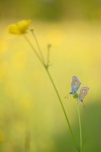 Two icarus blues at a buttercup