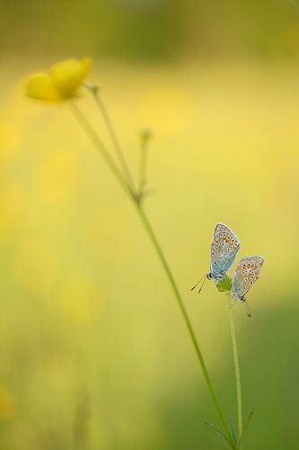 Twee icarusblauwtjes bij een boterbloem