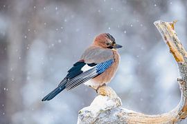 Le geai, également appelé geai (Garrulus glandarius)