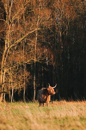 Schottische Highlander für den Wald
