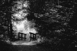 East Frisia – A bridge in the woods by Naturfotograf in Ostfriesland