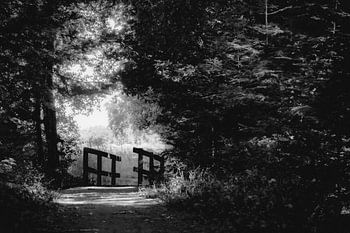 Ostfriesland - Brücke im Wald