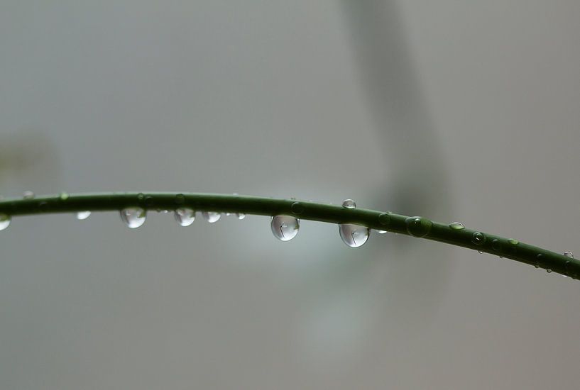 drizzle by hetty'sfotografie