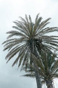 Palmiers tropicaux à Mykonos | Ciel bleu | Photographie de voyage Grèce sur HelloHappylife