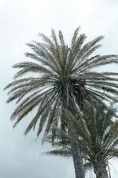 Tropische palmbomen op Mykonos | Blauwe lucht | Kleurrijke reisfotografie Griekenland van HelloHappylife