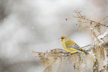 Greenfinch, Chloris chloris by Gert Hilbink