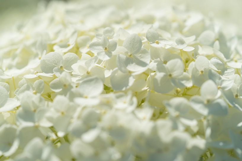 Nuage d'une fleur par Charlotte Serrarens