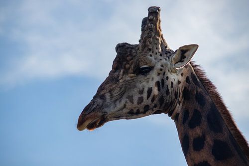 De beste vriend van Dikkertje Dap