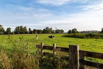 Cows in the meadow