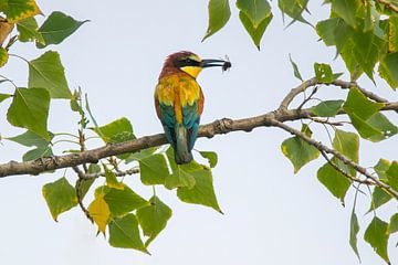 Bee-eater with a bumblebee in beak sitting on a birch branch by Mario Plechaty Photography