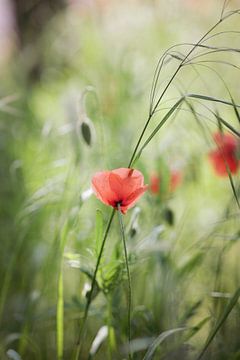 Dreamy poppy field in close-up by Quo Fotografie