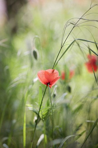 Dreamy poppy field in close-up