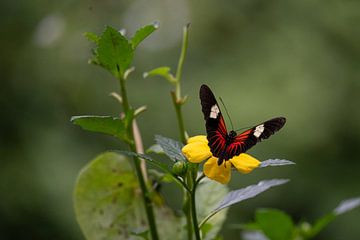 Postman butterfly by Joes van Asten