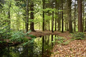Réflexion dans la forêt