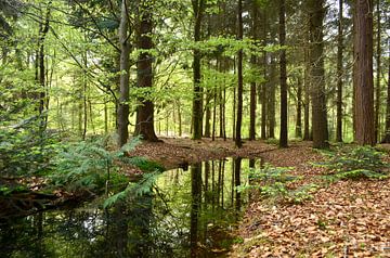Reflectie in het bos van Corinne Welp