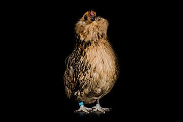 Kippen portretje, portrait of a chicken van Corrine Ponsen