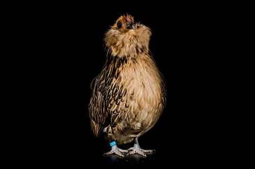 Kippen portretje, portrait of a chicken