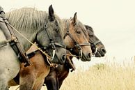 Les chevaux de Zeeland par Els Fonteine Aperçu