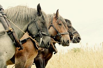 Les chevaux de Zeeland sur Els Fonteine