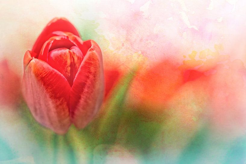Tulips, a gift from my aunt Joke by Bob Daalder
