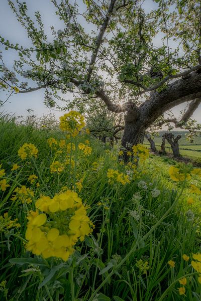 Appelbomen aan de Appeldijk by Moetwil en van Dijk - Fotografie