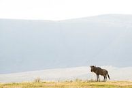 Eenzame Gnoe in de Serengeti van Jeroen Middelbeek thumbnail