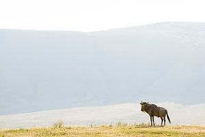 Un gnou solitaire dans le Serengeti
