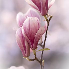 Magnolias von Lillypix Art