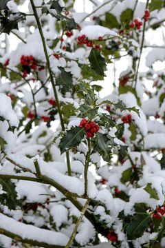 Die roten Beeren des Ilex vom Schnee umrahmt von Harald Schottner