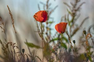 Papavers - klaprozen uitbundig in bloei van Moetwil en van Dijk - Fotografie