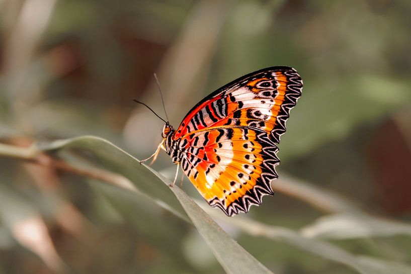 Rust in vleugelslag van Nicole Schmidt