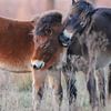 2 Exmoor pony's van Karin van Rooijen Fotografie