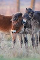 2 Exmoor ponies