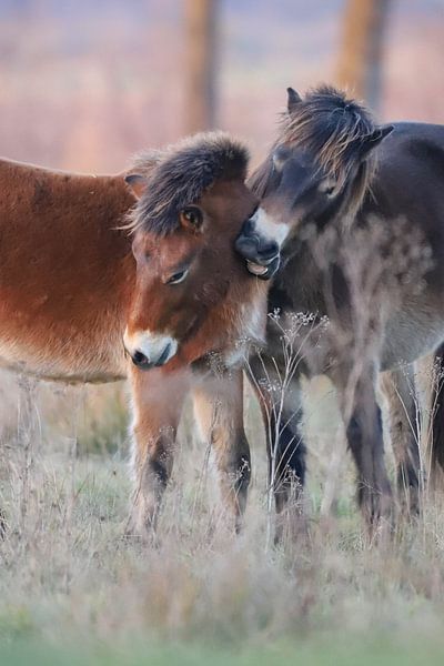 2 Exmoor pony's van Karin van Rooijen Fotografie