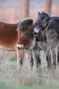 2 Exmoor pony's van Karin van Rooijen Fotografie thumbnail