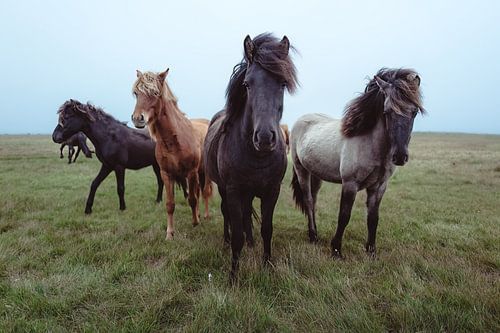 Gathering of the Curious van Koen Hoekemeijer