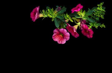 Roze petunia's van Leny Silina Helmig