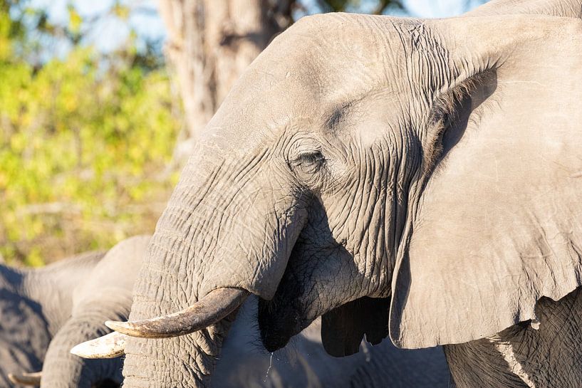 Elephants of the Okavango Delta by GoWildGoNaturepictures