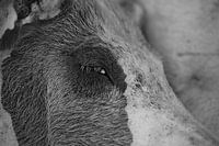 Oog in oog 3
