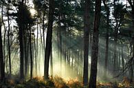 Verdwaald in het bos.. van Benjamin van de Grift thumbnail