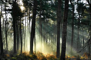 Verdwaald in het bos.. van Benjamin van de Grift